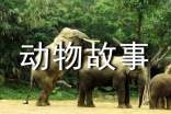 有關(guān)動物故事書的讀后感