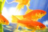 小金魚(yú)作文(共10篇)