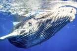 鯨魚(yú)的自述