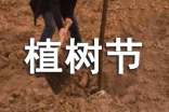 312植樹節(jié)護(hù)綠活動(dòng)方案