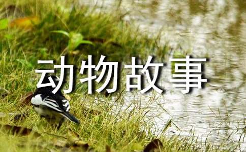 我和動(dòng)物故事優(yōu)秀作文600字(精選51篇)