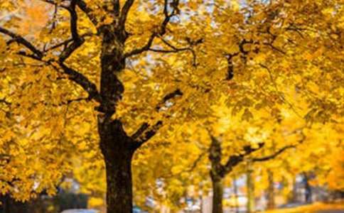 精選優(yōu)美風(fēng)景的作文四篇