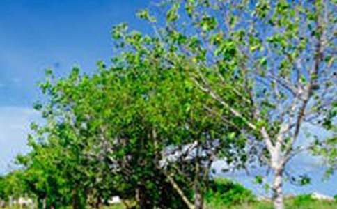 �����]����(y��u)���L(f��ng)��������ƪ