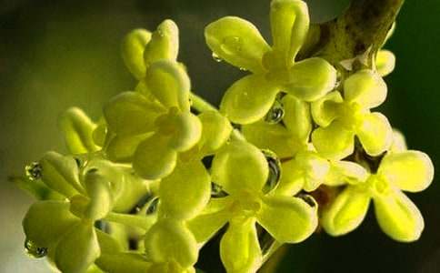 �����Ĺ𻨘����ģ�ͨ��30ƪ��