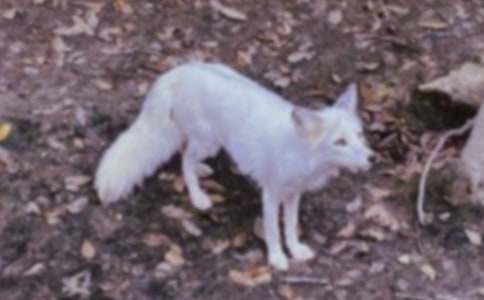 ��؂������Ó�ϻ������ģ�ͨ��27ƪ��