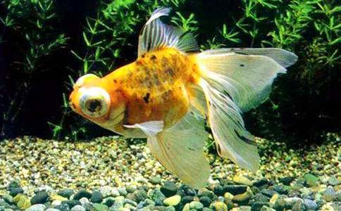 (熱門)小金魚作文