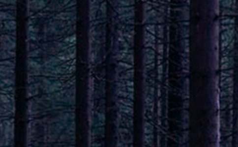 ɭ�ַ���(y��ng)���A����ȫ��15ƪ��