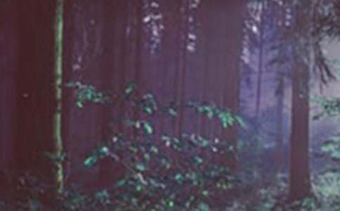 ɭ�ֈ��x���ͨ��