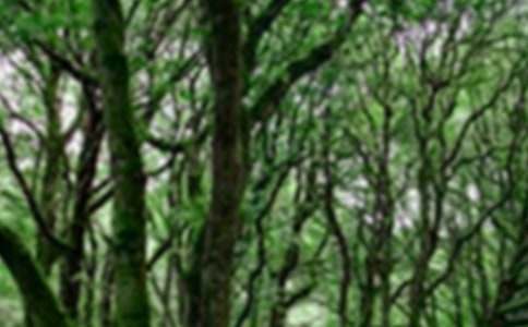 ɭ�����������ĺϼ�7ƪ