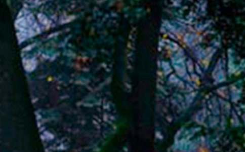 保護(hù)森林建議書(15篇)