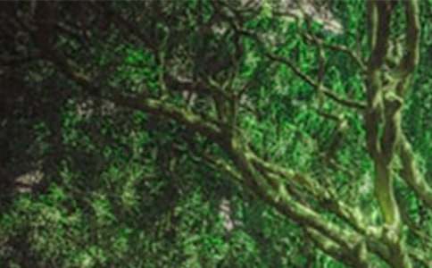 ���o(h��)ɭ�ֽ��h��(sh��)ͨ��15ƪ