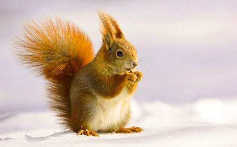 �ɐ۵�С��������