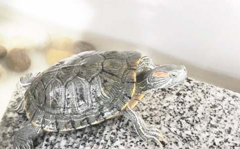 �Ҽҵ�С��������600��