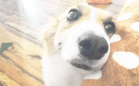 我家小狗作文500字匯編五篇