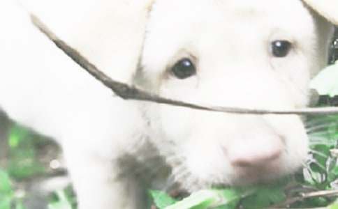 �����]���Ҽ�С������500����ƪ