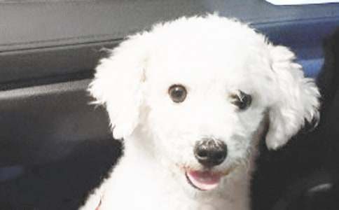 �ɐ۵�С��Ԓ�}���ļ���11ƪ