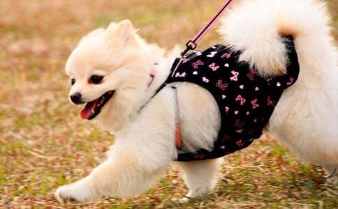 姥姥家的小狗作文500字(精選29篇)