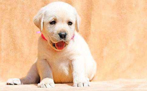 有關(guān)我家小狗作文500字錦集9篇