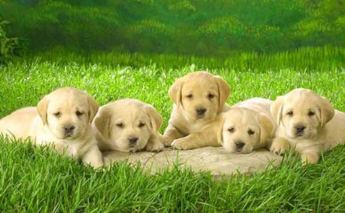 �ɐ۵�С��Ԓ�}����8ƪ