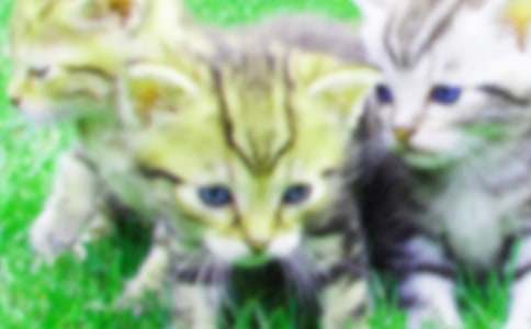 �P��С؈����500����ƪ