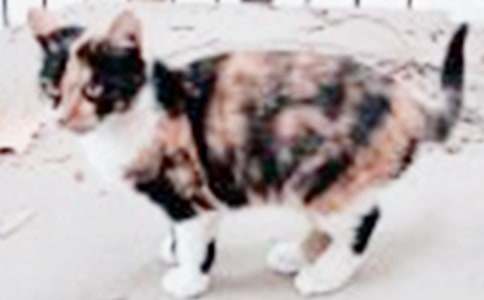 �ɐ۵�С؈Ԓ�}����(4ƪ)