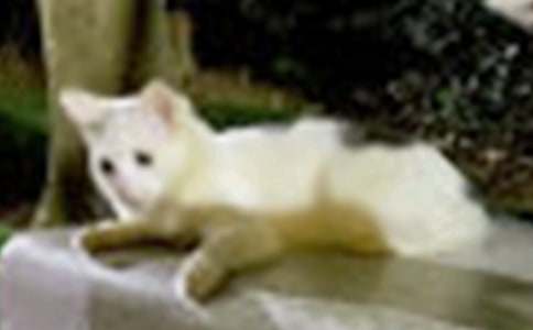 �P(gu��n)�ڿɐ۵�С؈����400�օR����ƪ