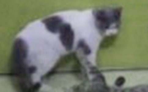 С؈����500�ּ��\��ƪ