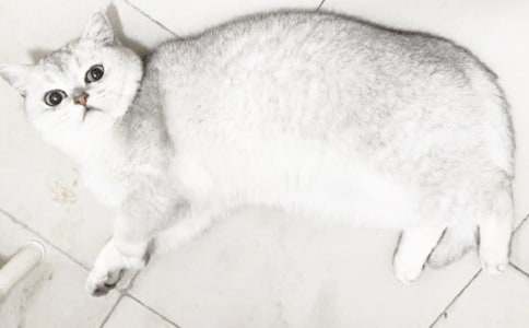 С؈��Ԓ�}���ľ��x8ƪ