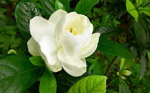 梔子花開作文(通用20篇)