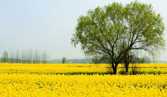 ���εĽ��h��ģ�弯�ϰ�ƪ